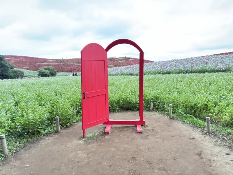 大洗でどこでもドア発見！ | トレック｜プラスワンバイシクルズ